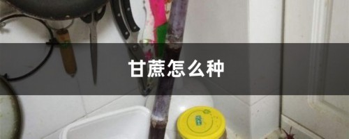 甘蔗怎么种，几月份种植