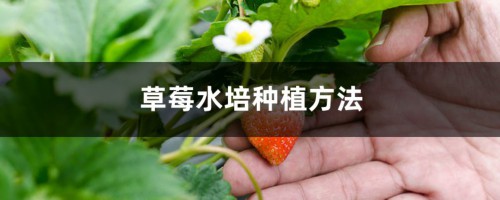 草莓水培种植方法