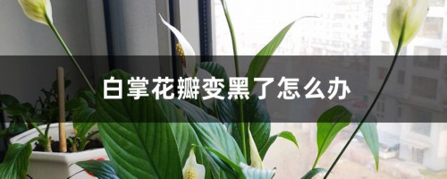 白掌花瓣变黑了怎么办